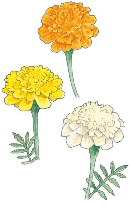 7. Vaaleankeltaiset samettikukat (YO-tehtävä S-01) Kasvinjalostaja tuotti samettikukasta (Tagetes patula, yksivuotinen koristekasvi) uuden lajikkeen, jonka kukat olivat vaaleankeltaisia.