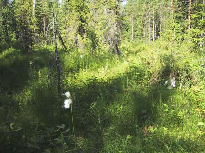 9M606049 17.6.2008 Kylmänpuron