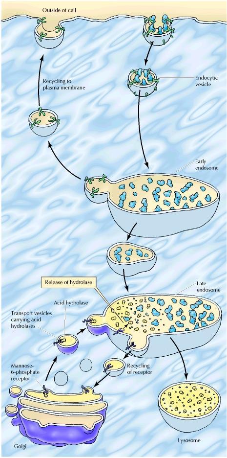 5 Kuva 2 Lysosomin muodostuminen endosytoosista [6] Lajittelun jälkeen varhainen endosomi käy läpi maturaatiovaiheen, jonka aikana endosomin rakkula maturoituu ja kalvon happotasapaino asettuu noin
