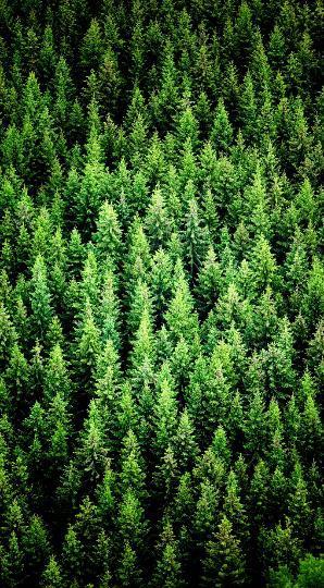 Metsä Groupin puunhankinta kasvaa Puunhankintamäärän kokonaiskasvu on noin 20 % Valtaosa suunnitellusta puunhankinnan lisäyksestä kohdistuu Suomeen ja yksityismetsiin Metsä Group haluaa ostaa