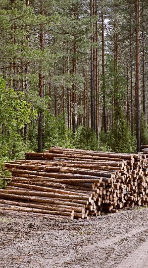 Biotuotetehtaan vaikutus Metsä Groupin kuitupuuvirtoihin Vaikuttaa kaikkiin kuitupuuvirtoihin ja logistiikkaan Metsä Groupin puunhankinta ja toimitukset kasvavat koko Suomessa Metsä Fibren Kemin,