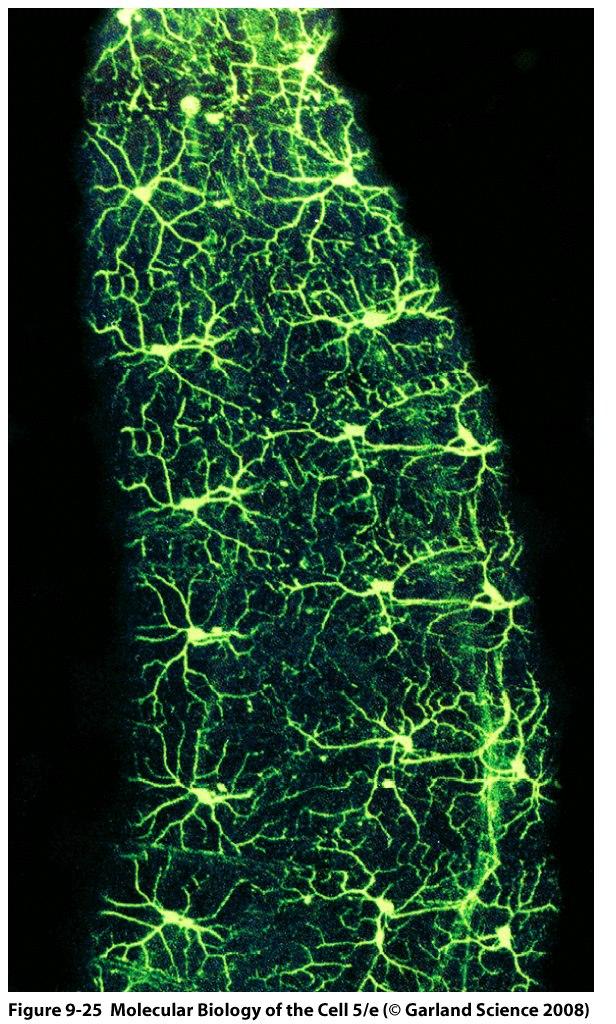 Elävän kärpäsembryon neuronit hohtavat vihreänä GFP istutettiin neuronispesifiseen promoottoriin ja