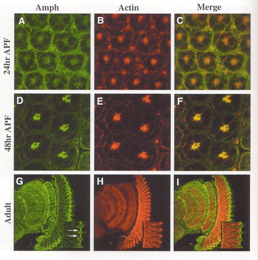 Ampiphysin Actin molemmat