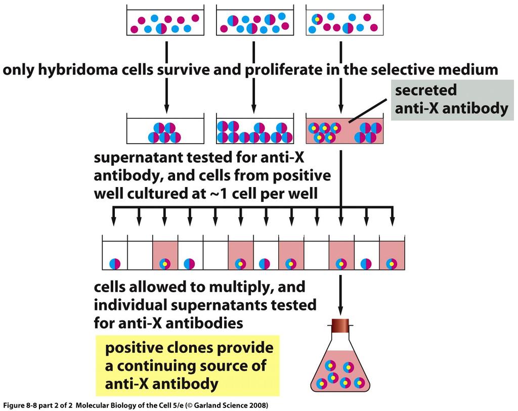 CELL 509