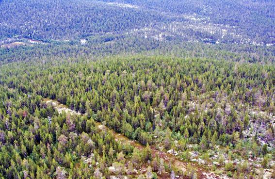 Saariselältä aloittavan Anterijoen laakso oli peuraviljavaa seutua.