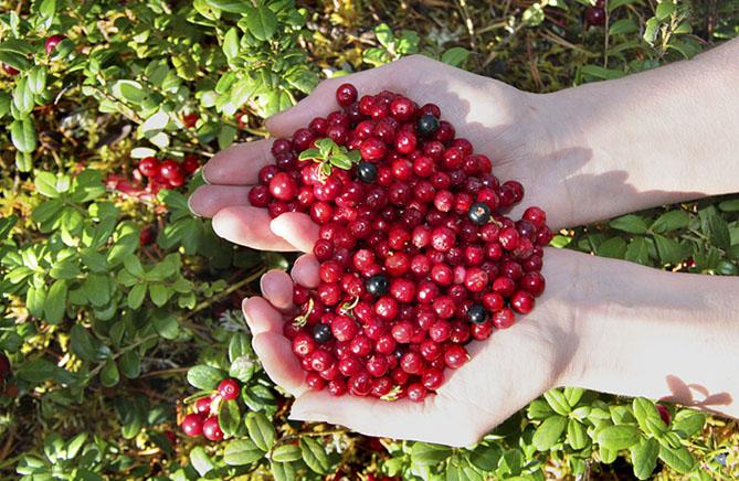 Luonto kasvattaa metsissä ja soilla maukkaan marjasadon Jokaisen