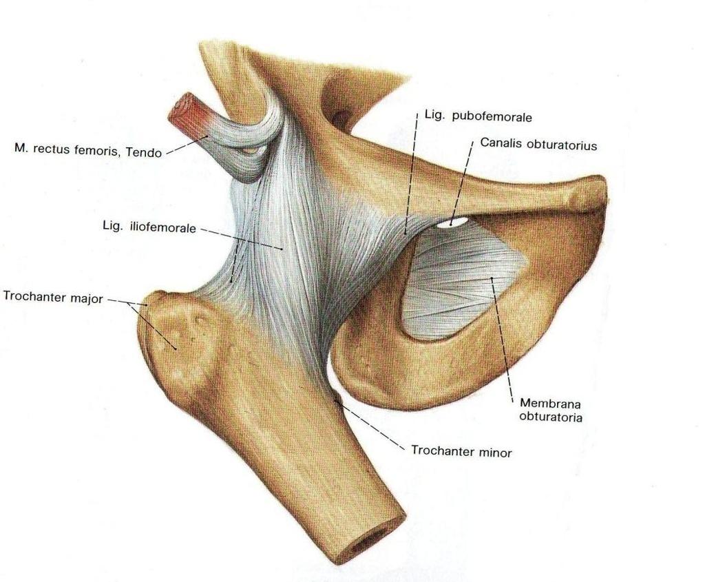 7 päässä sijaitsee ligamentum teres, joka yhdistää lantion ja femurin yhteen (Ahonen 2002, 314).
