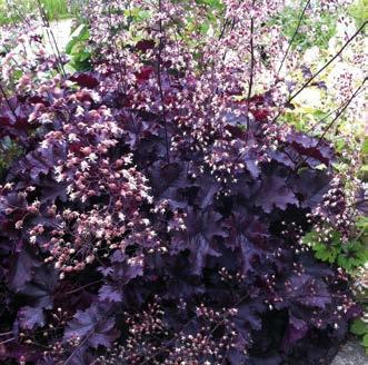 ` elo-loka 2 10cm <-> 30-40 cm m J 20-291 Lime Zinger 3 kpl 16,90 (Omphalodes Blue Eyes ) Kevätkaihonkukka on suosittu puutarhakasvi