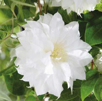KÄRHÖ DUCHESS OF EDINBURGH (Clematis Duchess of Edinburgh ) Kerrottu uutuus ihastuttaa erittäin kauniilla