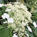 KÖYNNÖSHORTENSIA (Hydrangea petiolaris) Valloittava köynnöshortensia sopii parhaiten seinustalle, aidan viereen, puiden runkoja pitkin