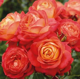 1. PENSASRUUSU COUNTRY GIRL (Rosa Country Girl ) Erittäin runsaskukkainen roosa-aprikoosin värinen pensasruusu.