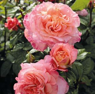 ` heinä-elo 21,5-1,5 m m w J 10-552 Pensasruusu Sahara 1 kpl 15,90 (Rosa Hans Gönewein Rose ) Hienostunut ja herkkä lajike, jonka