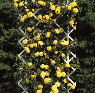 ` heinä-elo 23,5-4,5 m m w J 10-560 Köynnösruusu Perennial Blue 1 kpl 24,90 13.