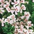 m w L 70-871 Begonia GO! Early F1 Orange 3 kpl 9,90 6. PELARGONI TAMMO 7. RIIPPAPELARGONIT 8.