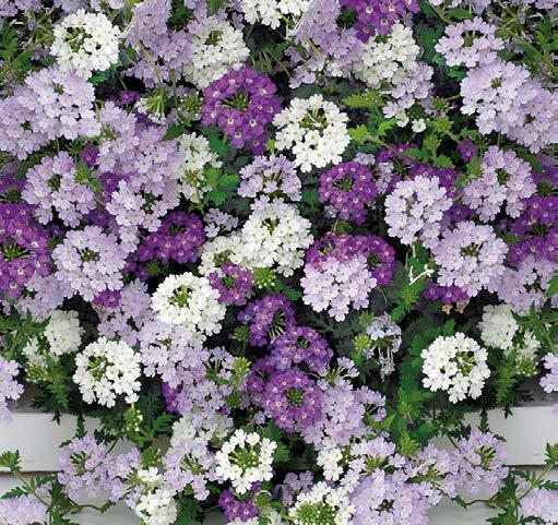 m w M 70-869 Verbena-lajitelma Aalto (1+1+2) 4 kpl 5,90 70-870 Verbena-lajitelma Aalto (2+2+4) 8 kpl 9,95 3.