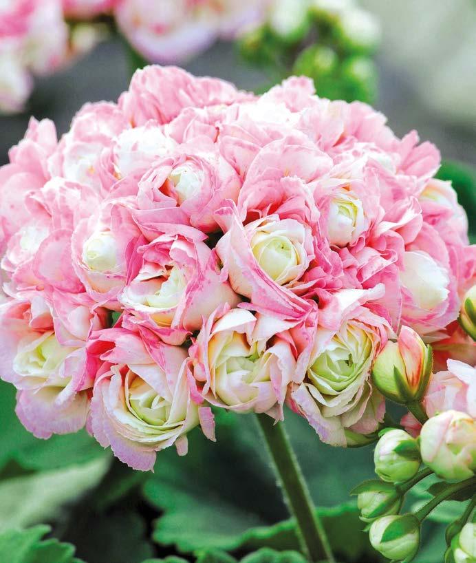Vanhanajanpelargonit kasvavat tiheän pensasmaisiksi eikä niitä tarvitse latvoa.