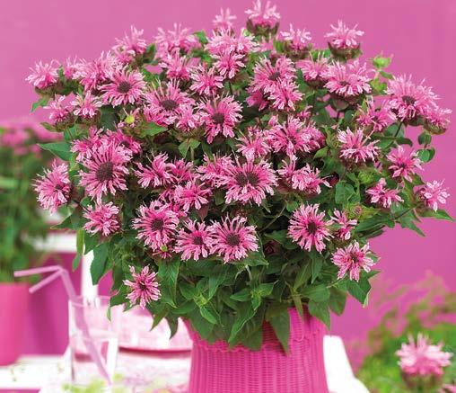 ` heinä-syys 2 80-90 cm m w J 20-244 Väriminttu Balmy Pink 3 kpl 14,90 2.