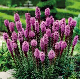 1. PUNAHATTU ORANGE PASSION (Echinacea purpurea Orange Passion ) Hehkuvat oranssit kukat!