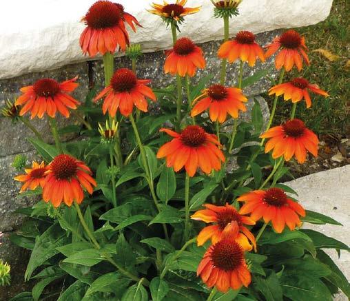 ` heinä-syys 280 cm <-> 30-40 cm m J 20-261 Idänunikko Picotee 3 kpl 15,90 (Papaver Turkenlouis ) Upeat, suuret kirkkaanpunaiset kukat!