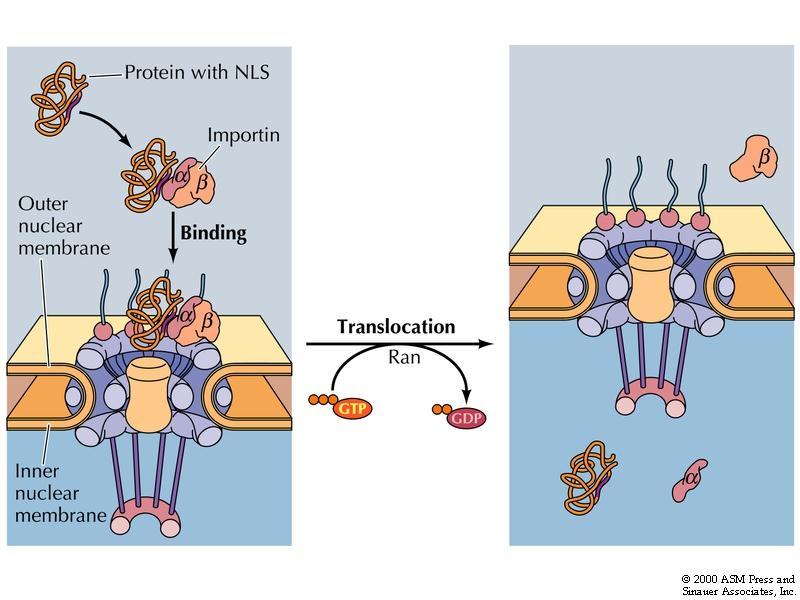 Tumaan vienti nukleoplasmiini proteiinissa NLS