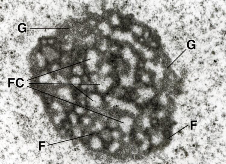 GC=granular material ribosomin osasten kokoaminen FC=fibrillar centre rdna geenit Tumajyväsen