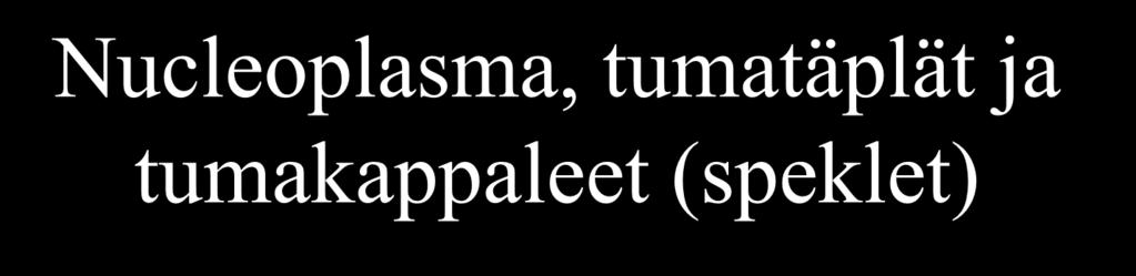 Nucleoplasma, tumatäplät ja tumakappaleet (speklet) Näillä alueilla sijaitsevat