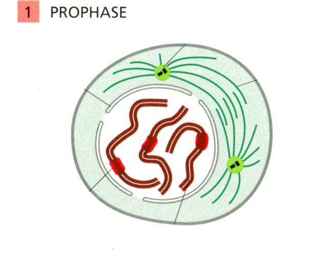 kromosomit kiinnittyvät mikrotubuluksiin mikrotubulus kinetokooriin kromosomi Sisarkromatidit asettuvat keski(jakautumis)tasoon ANAFAASI TELOFAASI