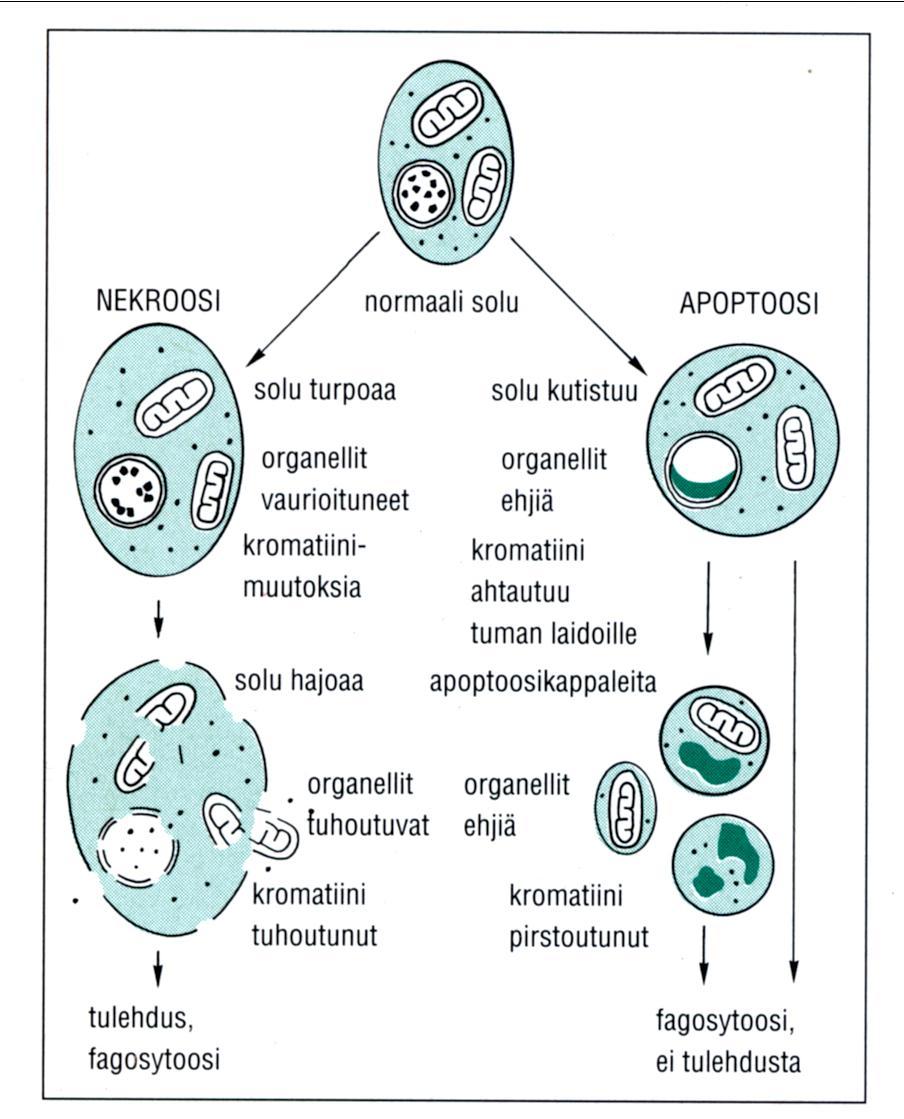 Apoptoosi