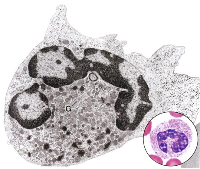 Kierszenbaum: Histology and Cell