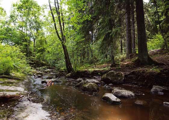 Sipoonkorpi Sibbo storskog Suvi