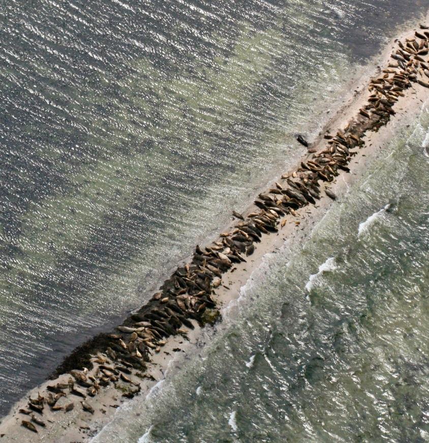 Ita meren merinisa kka a t ja Nord Stream 2 projekti Raportti nykytilanteesta Jonas Teilmann, Anders Galatius ja Signe Sveegaard 30.