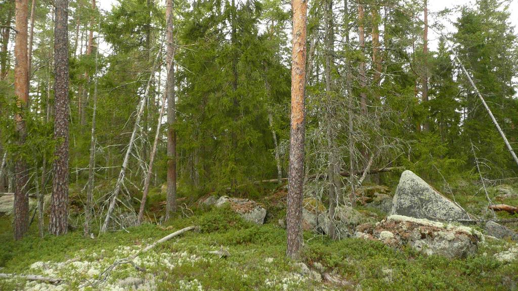 Esityksen taustaa ja tavoitteet Esityksen taustalla on vuosi vuodelta kasvanut ymmärrys eräiden Vaasan ja Mustasaaren taajamaalueen metsien korkeasta luonnonsuojelullisesta arvosta.