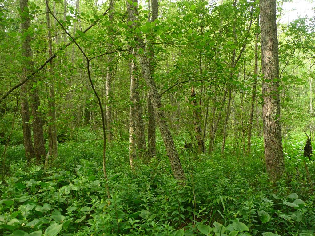 Vaasan ja Mustasaaren metsäluonnon erityispiirteet Vaasan ja Mustasaaren alueella on valtakunnallisestikin arvioiden rikasta ja monipuolista metsäluontoa.