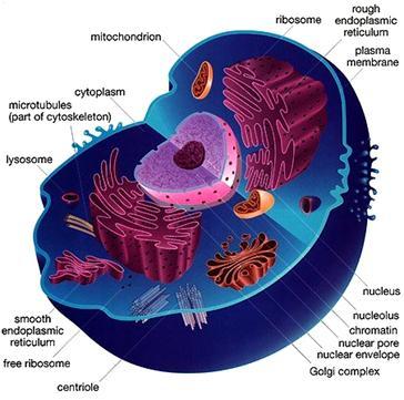 Eri organellien lipidikoostumukset ovat erilaiset rganellikalvojen lipidikostumukseen vaikuttavat prosessit Kolesterolin ja sfingolipidien