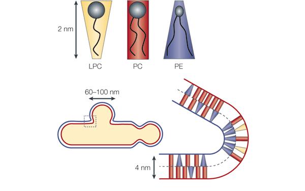 Solukalvon ulko- ja sisälehdykän lipidikoostumukset ovat erilaiset Mikä on solukalvon lipidiasymmetrian tarkoitus?