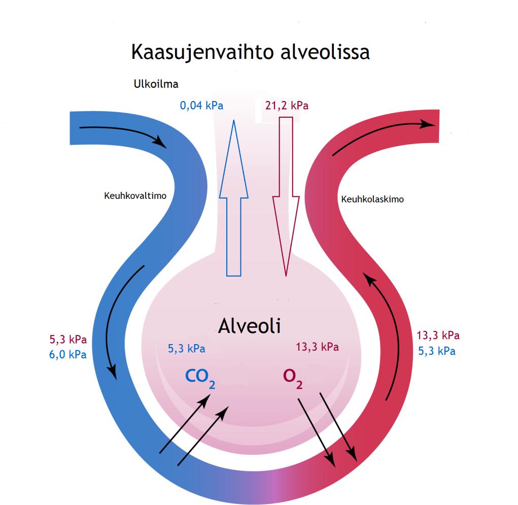 11 Kuva 1: Kaasujenvaihto alveolissa. (Muokattu lähteistä Nienstedt ym. 2004, 278; http://2011russellbiology.wikispaces.com/the+respiratory+system.