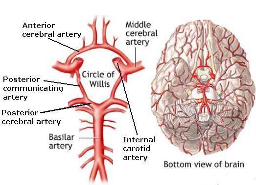 15 Kuva 3: Circulus Willis, 2013. (http://healthfavo.com/circle-of-willis.