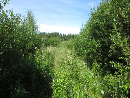 Lehtomaisen kankaan kenttäkerroksessa esiintyy metsävarpujen, kuten mustikan ohella myös ruohoja kuten metsäimarretta ja käenkaalia.