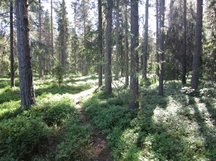 Selvitysalueen eteläosassa esiintyy kuivahkoa kangasmetsää (Kuva 3), jonka puusto koostuu lähinnä männystä.