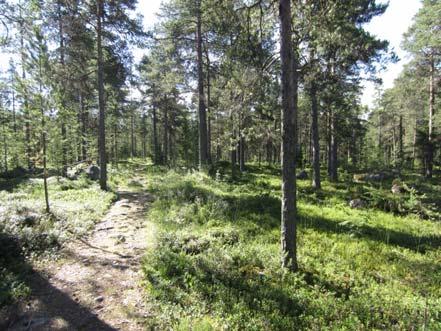 4 Kuva 3. Kuivahkoa kangasmetsää (vasen). Harvennettua kuivahkoa kangasmetsää (oikea). 2.