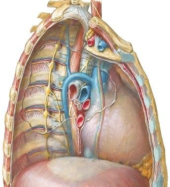 azygos Oikea pääbronkus A., v. intercostalis posterior, Truncus sympathicus V. cava Oikea inferior eteinen DIAPHRAGMA A., v. subclavia Trachea Thymus V. cava superior Keuhkohilus N. phrenicus, A.,v.