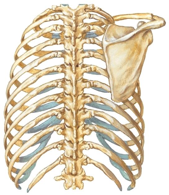 välissä on sidekudoskalvo, ligamentum cricothyreoideum, jonka läpi voidaan hätätilanteessa avata ilmatie äänihuulten alapuolisiin hengitysteihin (crico/koniotomia).