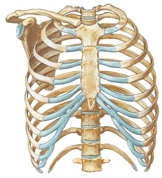 nivelpinnat angulus costae kylkiluu, costa corpus angulus sterni hartia manubrium sterni hartia Rinta anatomisena terminä käsittää rintakehän ja hartiakaaren rakenteineen.