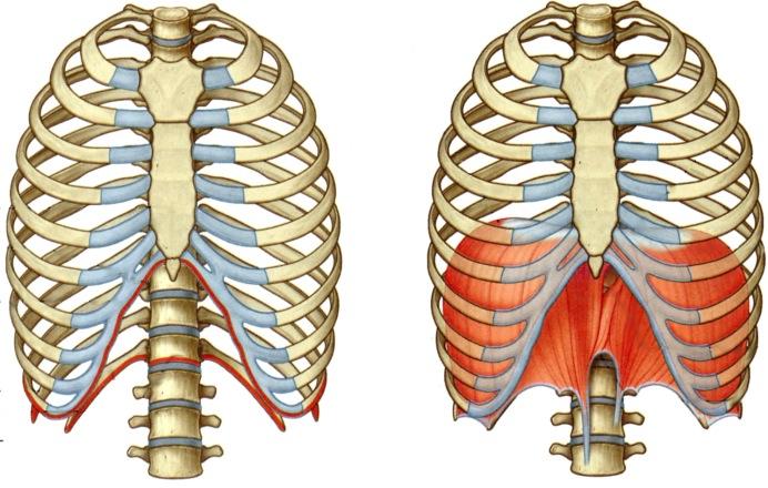 Pallea (diafragma) ja hengityslihakset (M6p 86-91, 306-9; Gray2p 148-151) Pallea on lihaksesta ja sidekudoksesta muodostunut kalvomainen väliseinä (diafragma) rintaontelon ja vatsaontelon välillä.