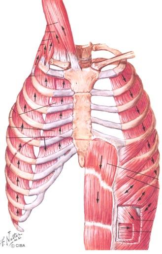 Lihassäikeet kiinnittyvät pallean keskiosaa muodostavaan sidekudososaan (centrum tendinaeum). Sydän lepää sidekudososan päällä ja alaonttolaskimo kulkee sen läpi.