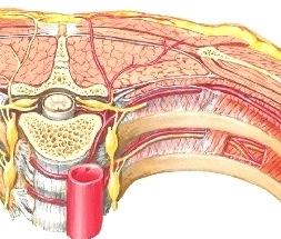 Kylkivälihermo ja sen puudutus (M6p 91-3, 97; Gray2p 133, 154-5) Kylkivälihermo on selkäydinhermon ventraalihaara.