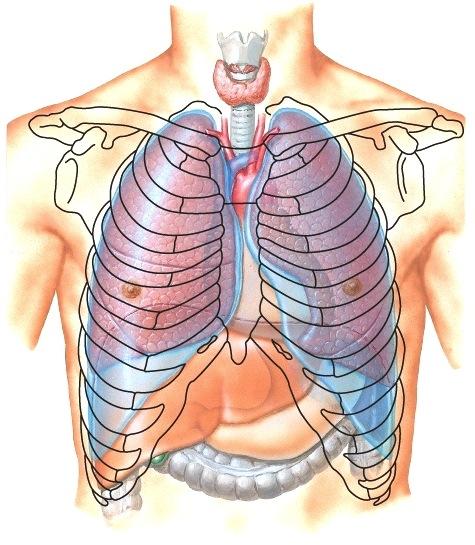 Pleuran sisälehti kääntyy ulkolehdeksi keuhkonportin (hilus) ja sen jatkeen (ligamentum pulmonalen) kohdalla.