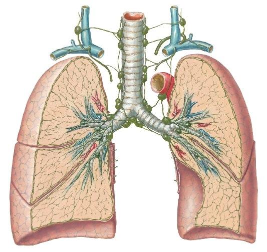 Lohkot jaetaan keuhkosegmenteiksi (jaoke): Keuhkosegmentit ovat kolmiomaisia, kärki suuntautuu keuhkonporttiin päin. Sidekudosväliseinät erottavat segmentit toisistaan.