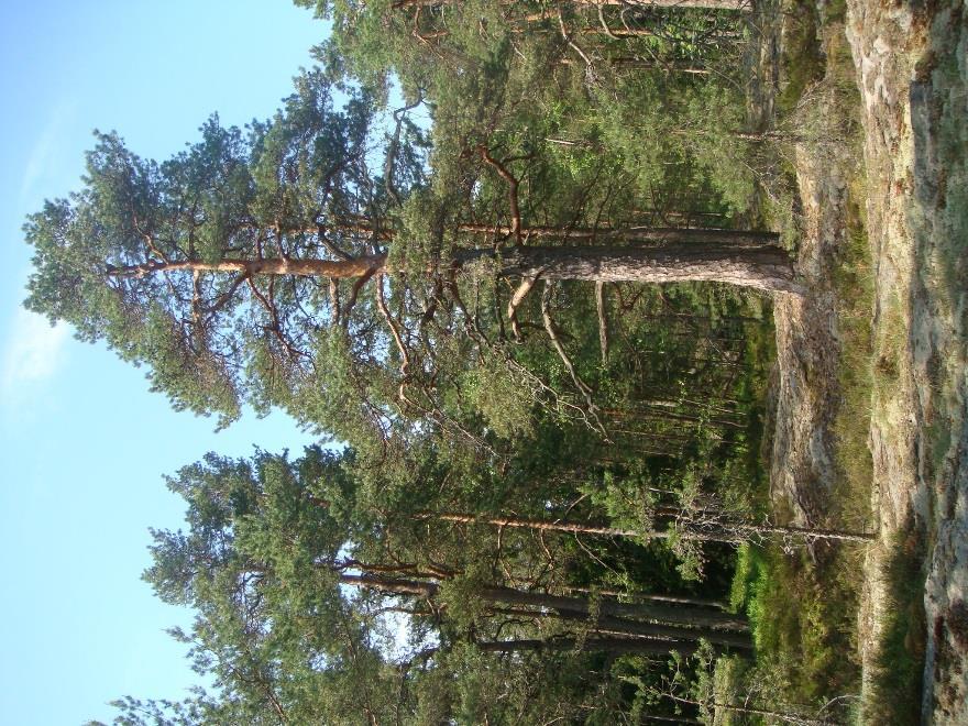 pientalovaltaiseen alueeseen, Östersundomin kaupunkipientalovaltaiseen alueeseen sekä Salmenkallion alueen käsittävään selvitysalueeseen. Länsimetsän kalliomaastoa.