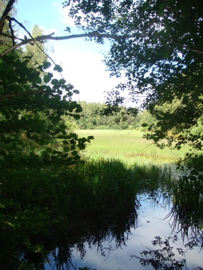 Yhteyden nykytilanne ja luontoarvot Ekologinen yhteys on pääosin metsäpeitteinen. Alueella virtaava Östersundominpuro on määritetty luontoarvoiltaan arvokkaaksi puroksi (Kujala 2011).